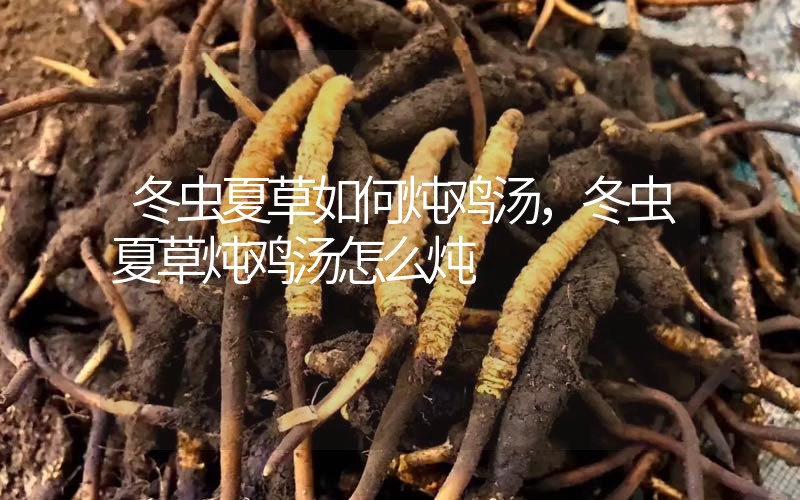 冬蟲夏草如何燉雞湯，冬蟲夏草燉雞湯怎么燉