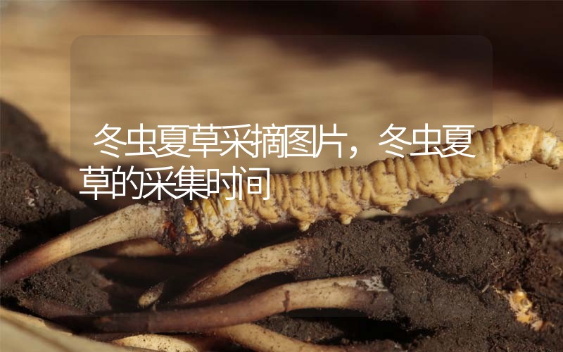 冬蟲夏草采摘圖片，冬蟲夏草的采集時間