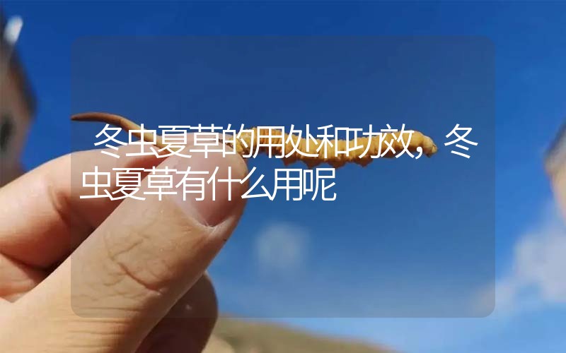 冬蟲夏草的用處和用法，冬蟲夏草有什么用呢