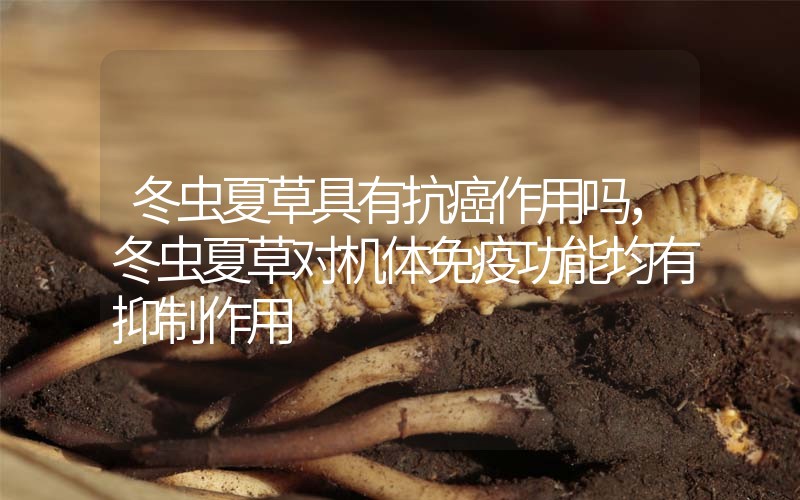 冬蟲夏草具有抗癌作用嗎，冬蟲夏草對機體免疫功能均有抑制作用
