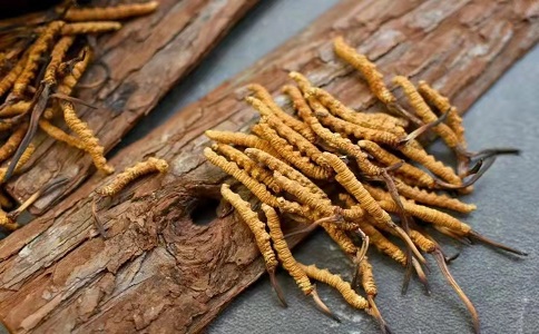 冬蟲夏草多少錢一克，哪個地區(qū)的質(zhì)量比較可靠呢