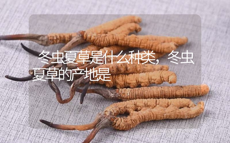 冬蟲夏草是什么種類，冬蟲夏草的產(chǎn)地是