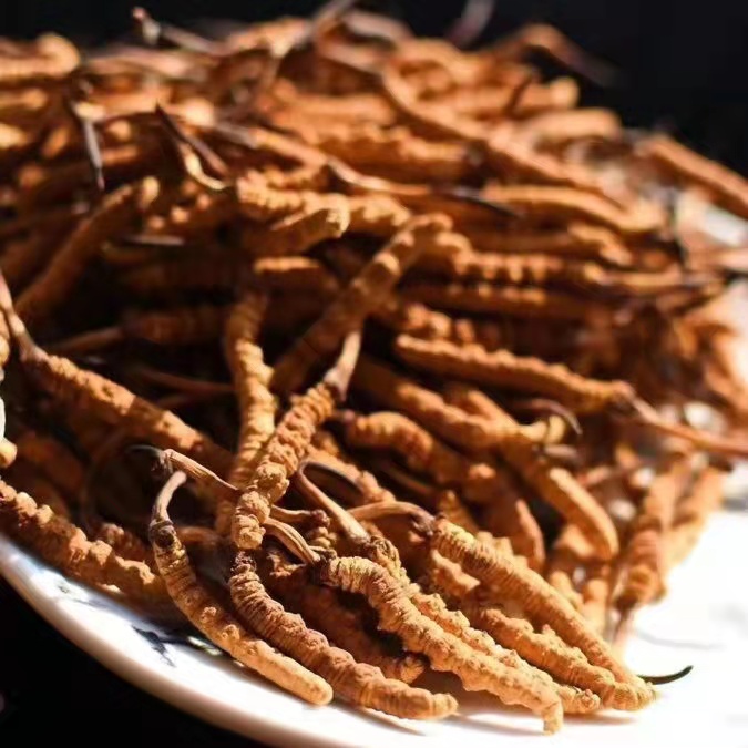 冬蟲(chóng)夏草為什么這么貴呢？有便宜的能買嗎