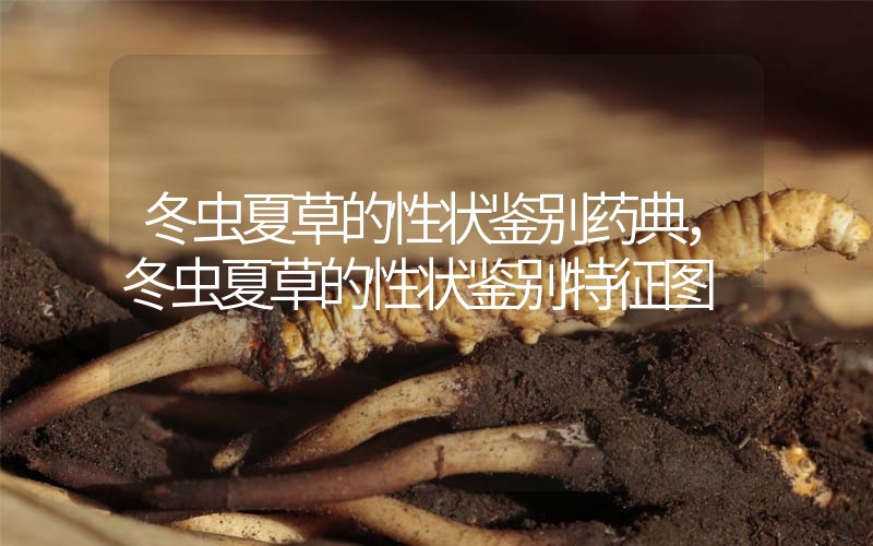冬蟲夏草的性狀鑒別藥典，冬蟲夏草的性狀鑒別特征圖