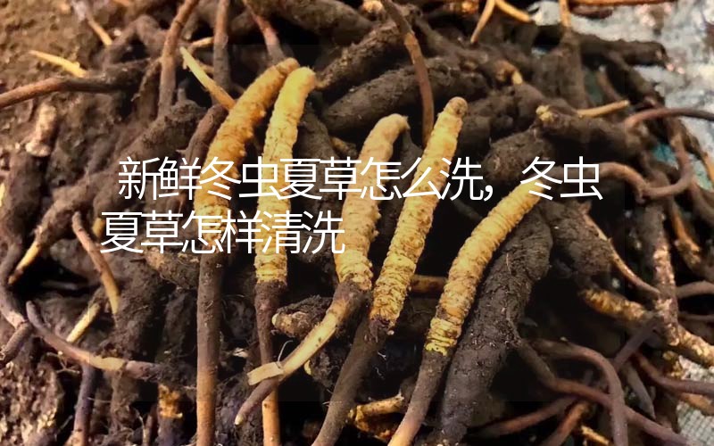 新鮮冬蟲夏草怎么洗，冬蟲夏草怎樣清洗