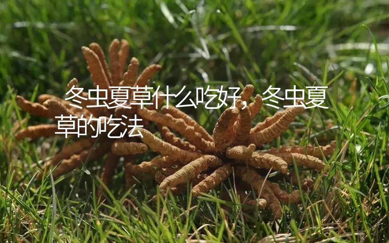 冬蟲夏草什么吃好，冬蟲夏草的吃法