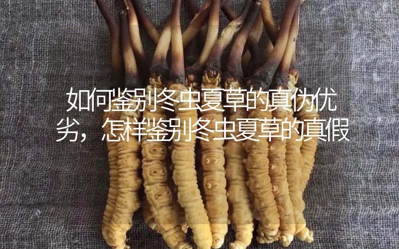 如何鑒別冬蟲夏草的真?zhèn)蝺?yōu)劣，怎樣鑒別冬蟲夏草的真假