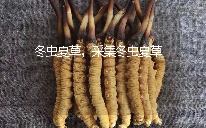 冬蟲夏草采挖時間，什么時候采集冬蟲夏草