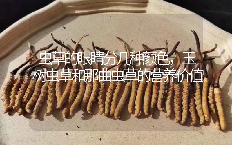 蟲草的眼睛分幾種顏色，玉樹蟲草和那曲蟲草的營養(yǎng)價值
