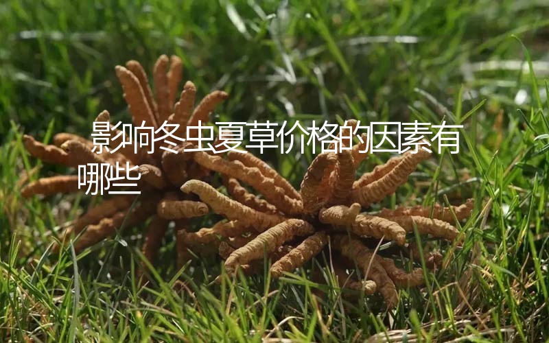 影響冬蟲夏草價格的因素有哪些？