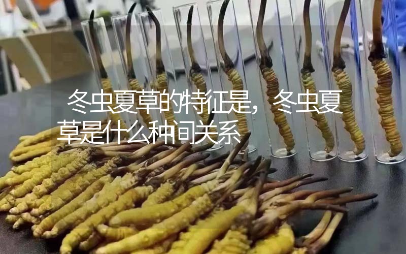 冬蟲夏草的特征是，冬蟲夏草是什么種間關系