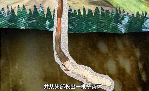 冬蟲(chóng)夏草到底是蟲(chóng)還是草？你猜到了嗎？