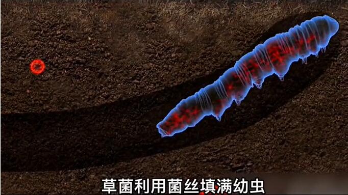 神奇的冬蟲夏草為什么能從蟲子變成草？它到底是怎么形成的呢？