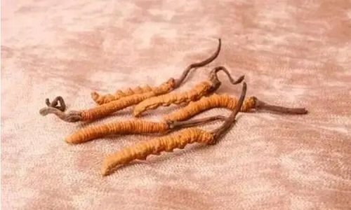 哪個(gè)產(chǎn)地的冬蟲夏草營(yíng)養(yǎng)價(jià)值高,哪里的蟲草更好？