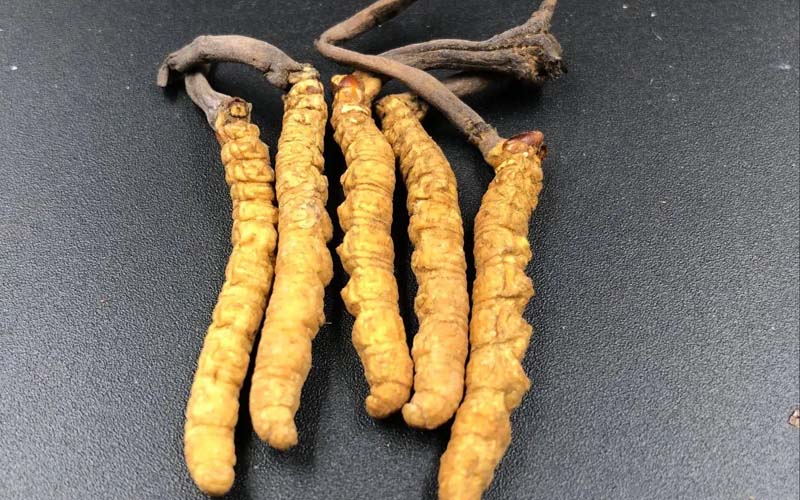 影響冬蟲夏草的價(jià)格因素有哪些？