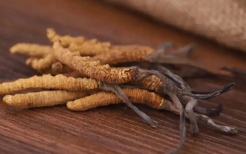 西藏的冬蟲(chóng)夏草作用如何？