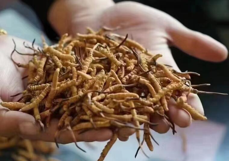 新鮮冬蟲夏草怎么洗最好？新鮮冬蟲夏草怎么清洗？