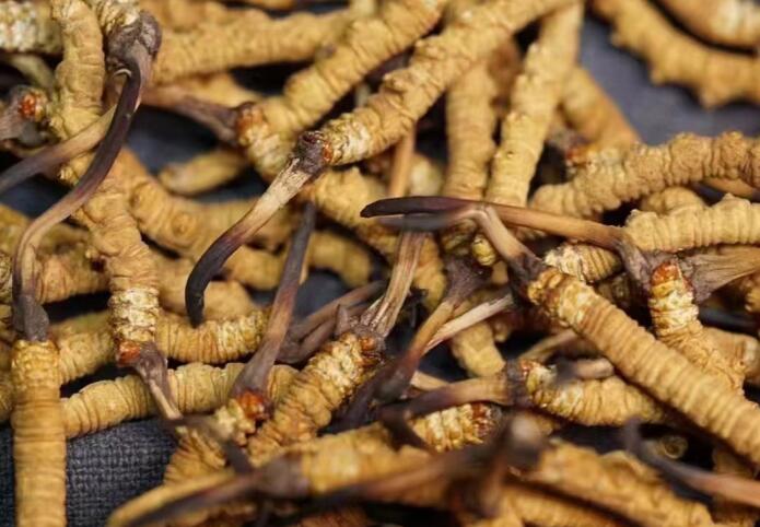 蟲(chóng)草和冬蟲(chóng)夏草區(qū)別，冬蟲(chóng)夏草跟涼山蟲(chóng)草的區(qū)別