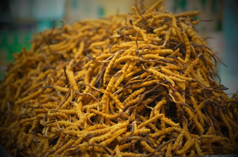 冬蟲夏草的產(chǎn)量為何一年不如一年呢？