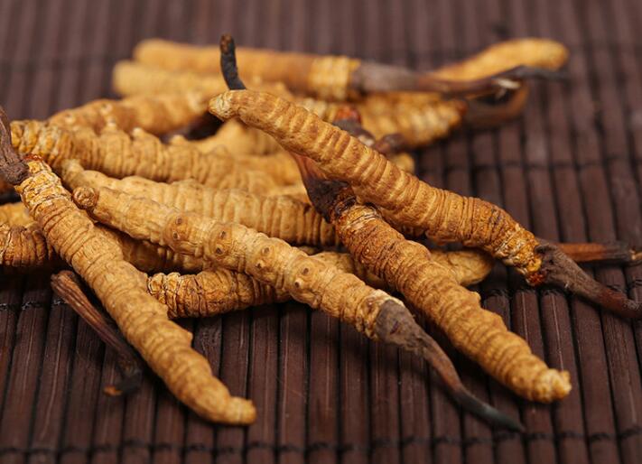 什么樣的冬蟲夏草算是優(yōu)質(zhì)的？