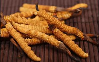 冬蟲(chóng)夏草四種常見(jiàn)吃法的對(duì)比分析