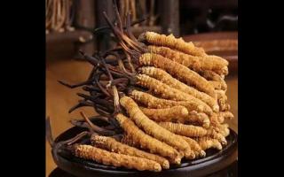 為什么藏民手里的蟲草比網(wǎng)上貴？