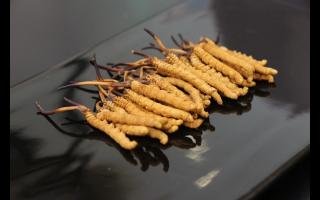 新鮮冬蟲(chóng)夏草有什么優(yōu)勢(shì)？