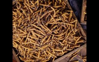 了解一下：冬蟲夏草的產(chǎn)地和采摘方式！
