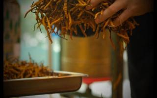 影響冬蟲(chóng)夏草品質(zhì)的因素都有哪些？