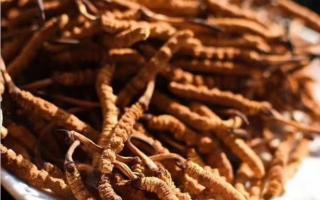 了解冬蟲夏草：起源、生長環(huán)境與特點！