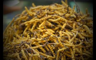 如何正確保存與使用冬蟲夏草產(chǎn)品？