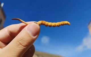 冬蟲(chóng)夏草：自然界的珍貴寶藏！