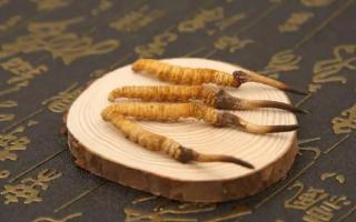 新鮮的冬蟲夏草可以存放多長時間？