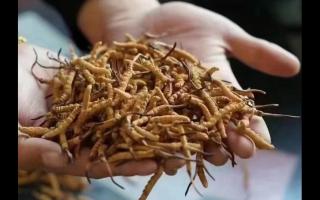 新鮮冬蟲夏草怎么保存，謹(jǐn)記五要素！