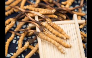 新鮮冬蟲(chóng)夏草成蟲(chóng)草消費(fèi)新方式！