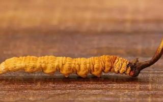 分辨劣質(zhì)冬蟲夏草總結(jié)鑒別經(jīng)驗(yàn)！