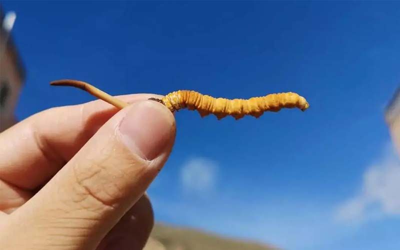 如何妥善保存新鮮的冬蟲夏草和干燥蟲草？