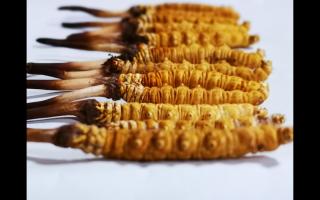 冬蟲(chóng)夏草行家教你3個(gè)細(xì)節(jié)，避免買到假蟲(chóng)草！