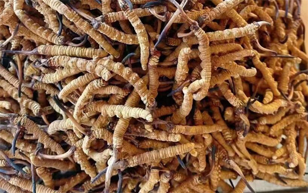 冬蟲(chóng)夏草可以和番石榴一起吃嗎？