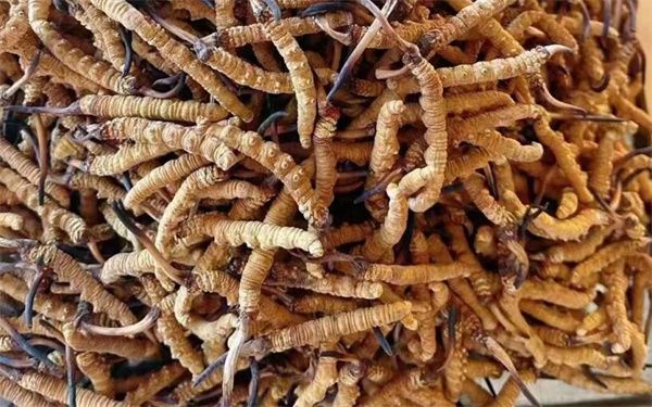 冬蟲夏草怎么看壞沒壞？影響冬蟲夏草品質(zhì)的6個(gè)因素