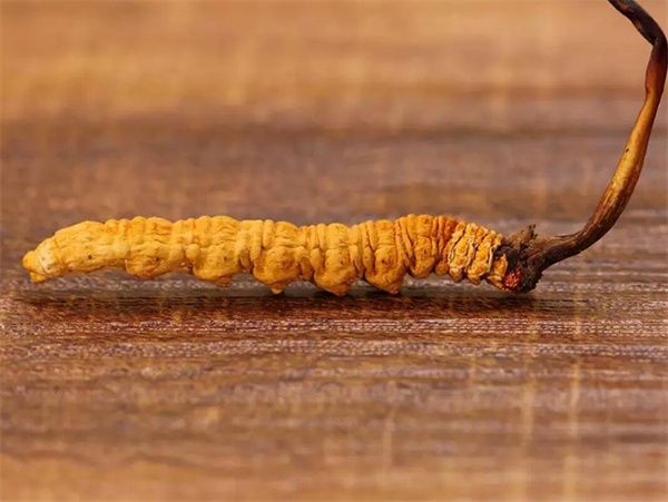 冬蟲夏草草頭越長品質(zhì)越好嗎？草頭越長冬蟲夏草品質(zhì)越好