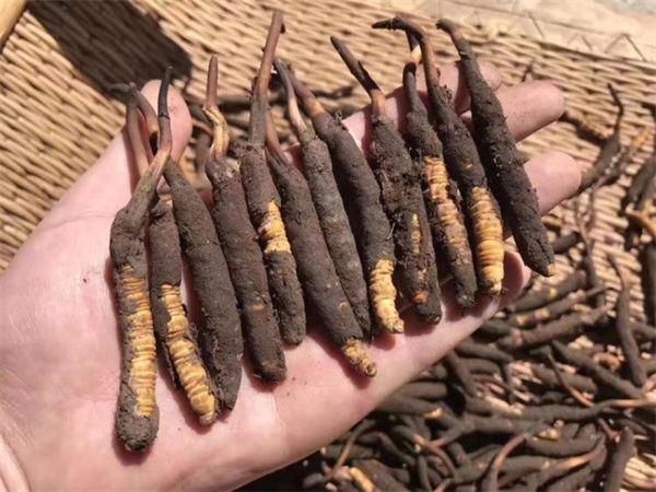 新鮮的冬蟲夏草怎么保存方法？讓珍貴之草保持活力