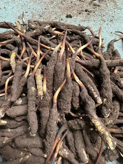 手術(shù)后能否食用冬蟲夏草？專家解答與術(shù)后康復(fù)建議