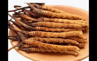 冬蟲(chóng)夏草和蛹蟲(chóng)草有哪些地方不一樣？冬蟲(chóng)夏草和蛹蟲(chóng)草6個(gè)方面的區(qū)別