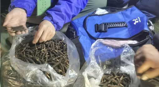 新鮮那曲蟲草多少錢一根？揭秘冬蟲夏草的價格密碼