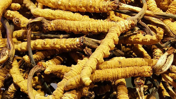 冬蟲(chóng)夏草是什么味道？揭秘“軟黃金”的獨(dú)特風(fēng)味