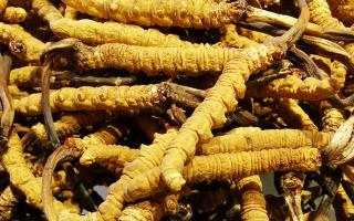 冬蟲(chóng)夏草是什么味道？揭秘“軟黃金”的獨(dú)特風(fēng)味