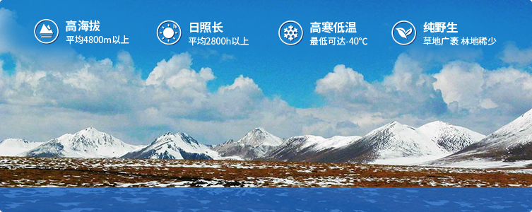 為什么說(shuō)西藏那曲的冬蟲(chóng)夏草，是品質(zhì)最好的蟲(chóng)草！