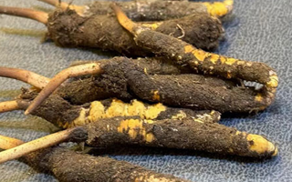 冬蟲夏草鮮草怎么吃？科學(xué)用量指南