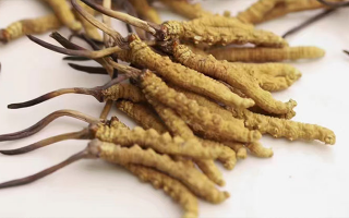 水溫決定營養(yǎng)！冬蟲夏草鮮草泡水溫度全解析?